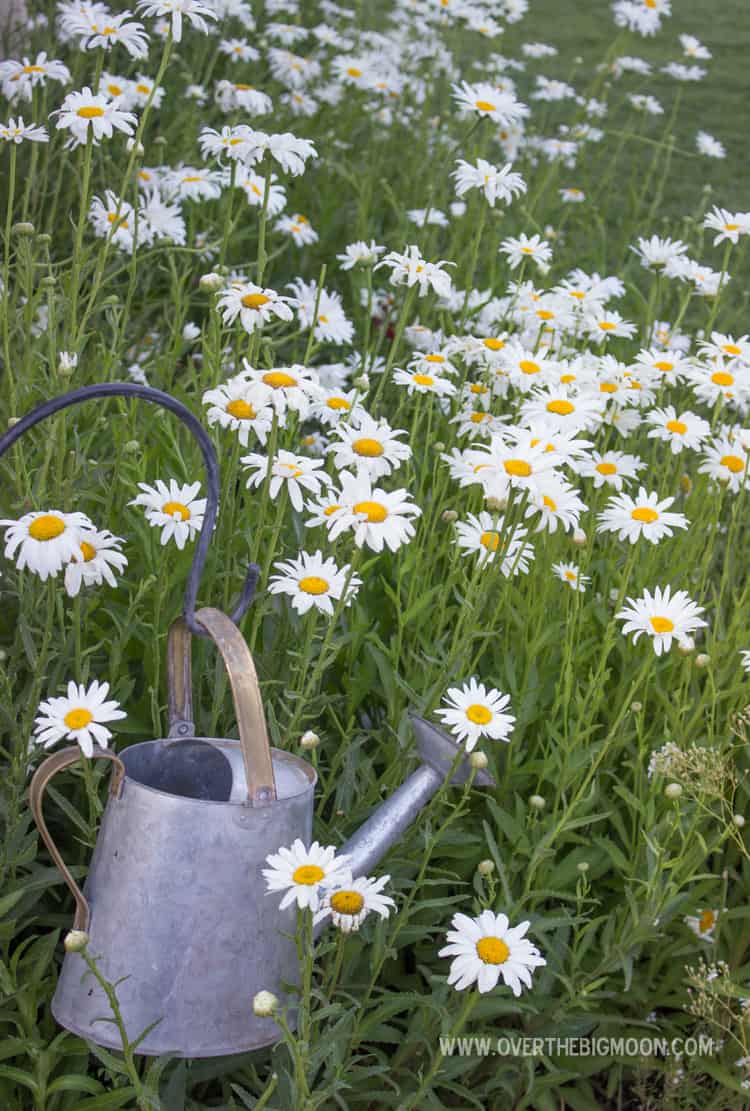 Tips for Growing A Daisy Garden Over The Big Moon