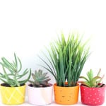 DIY Fruit and Veggie Succulent Planters! The perfect Spring DIY! Find at www.overthebigmoon.com!