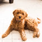 Quinn the Mini Goldendoodle - possibly the cutest dog ever!